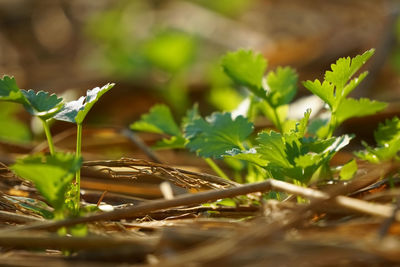 Close-up of leaves on field