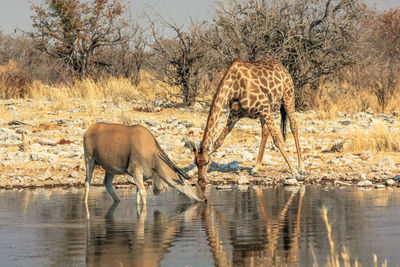 Giraffe and deer drinking water from lake