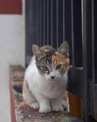 Portrait of cat sitting outdoors