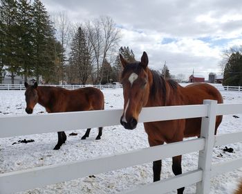 Horse standing in ranch against sky during winter