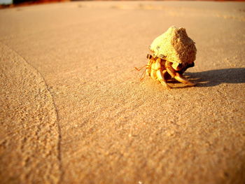 Close-up of hermit crab on sand