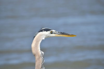 A great blue heron standing in the shallow waters off the coast of hilton head island south carolina 