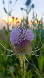 Close-up of purple thistle flowers on field