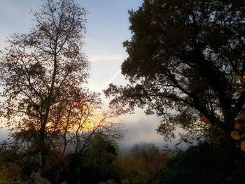 Low angle view of silhouette trees against sky during sunset