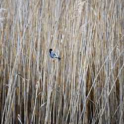 View of bird flying