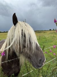 horse