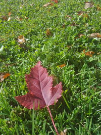 Close-up of autumn leaf on grass