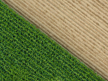 High angle view of grass