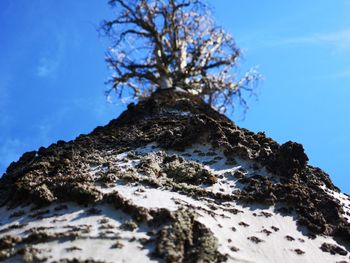 Low angle view of tree against sky