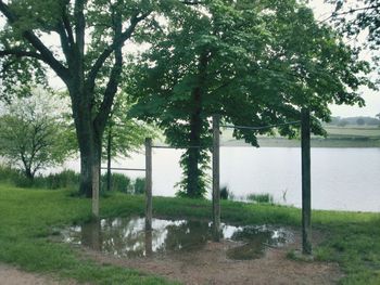 Trees on field by lake