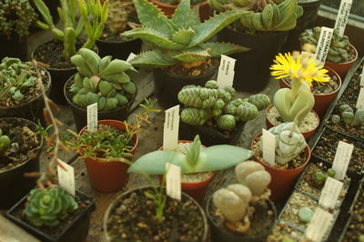 Close-up of potted plants in greenhouse