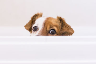 Close-up portrait of a dog over white background