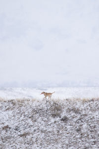 Horse standing on snow covered land