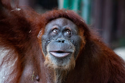 Portrait of a monkey