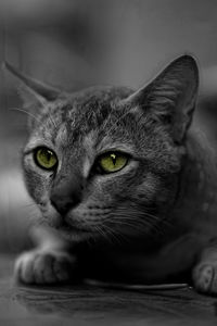 Close-up of cat