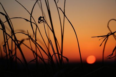 Close-up of plants at sunset