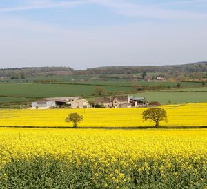 Scenic view of field against sky