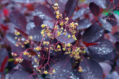 Close-up of plant