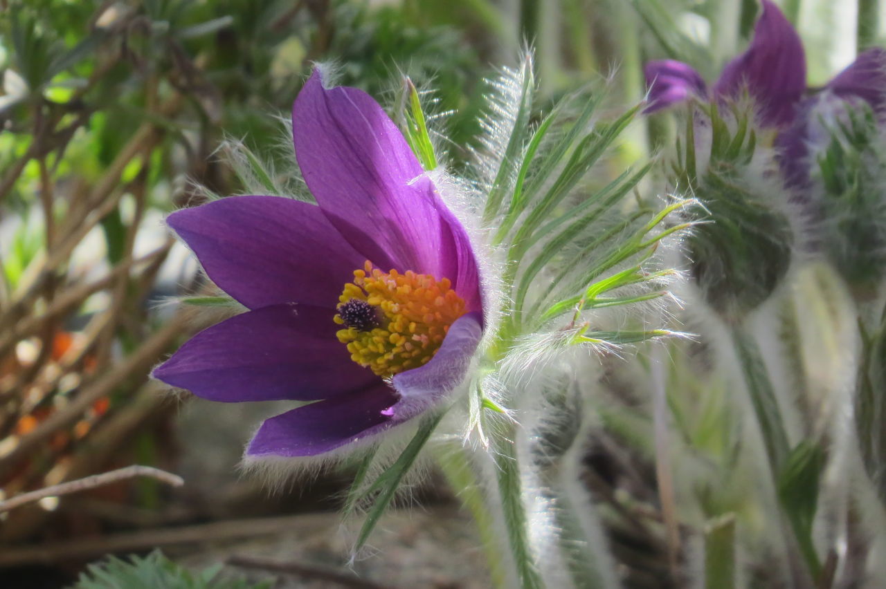 CLOSE-UP OF PURPLE IRIS FLOWER