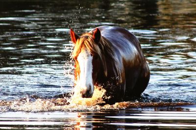 Close-up of animal head in water