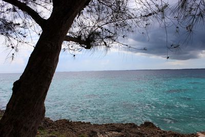 Close-up of tree by sea against sky