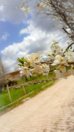 flowering plant