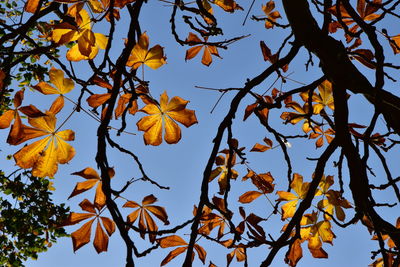 Low angle view of autumnal leaves against clear sky