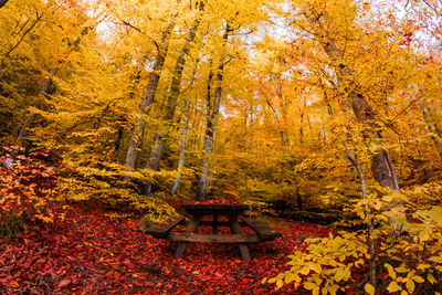 Autumn trees in forest