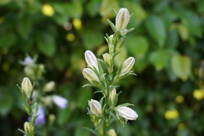 Close-up of white flowering plant