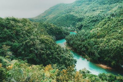 High angle view of river amidst trees in forest