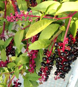 Close-up of berries growing on tree