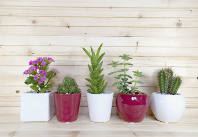 Potted plants on table