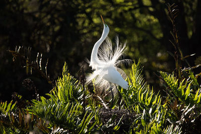 Close-up of white bird by plant