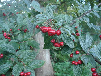 Close-up of red berries growing on tree