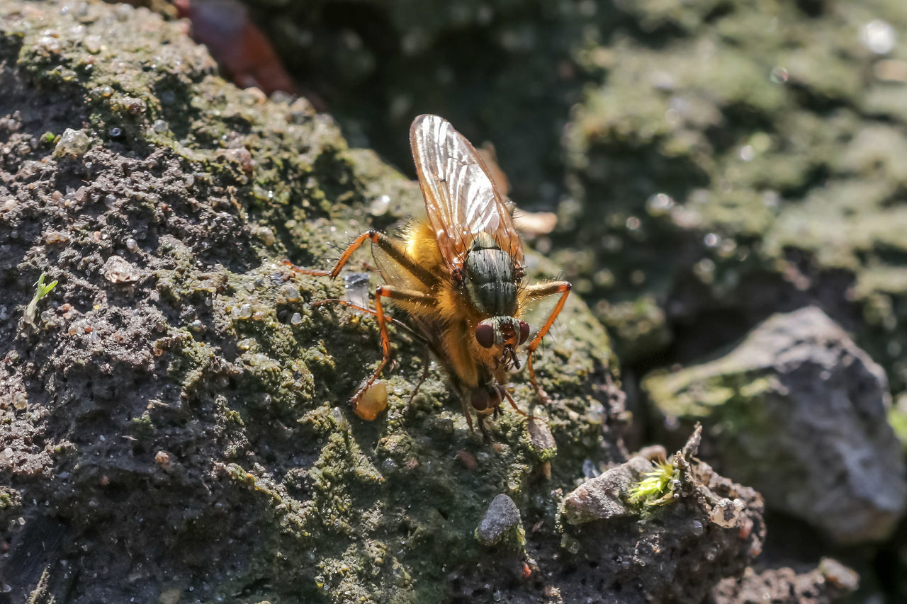 CLOSE-UP OF BEE