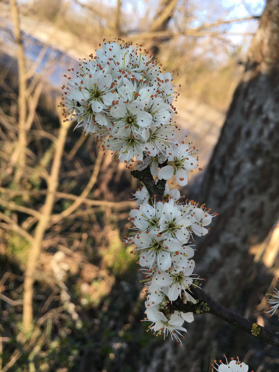 flower, growth, freshness, fragility, branch, tree, focus on foreground, nature, beauty in nature, close-up, blossom, petal, blooming, in bloom, springtime, plant, white color, twig, flower head, botany