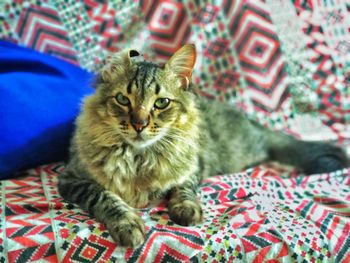 Portrait of kitten sitting on bed