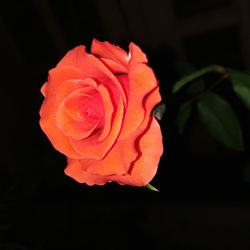 Close-up of rose against black background