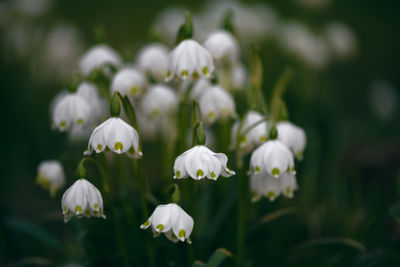 Close-up of white flowering plant