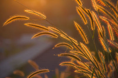 Close-up of plant against sky