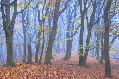 Trees in forest during autumn