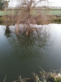 Reflection of bare trees in lake