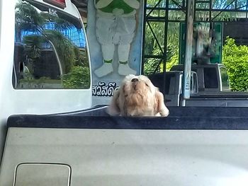 Cat sitting on window