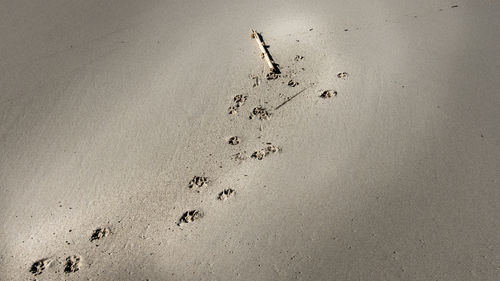 Close-up of birds on sand at beach