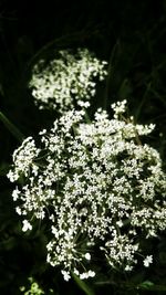 Close-up of flowers blooming outdoors