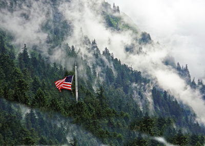 American flag in pine forest