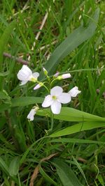 Close-up of white flowers blooming in field