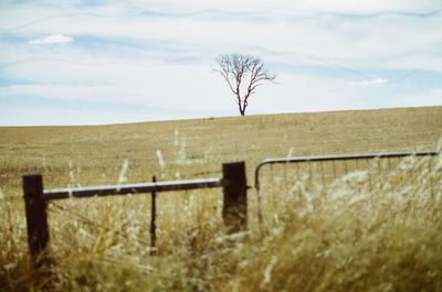 Bare tree on landscape against sky