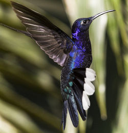 Close-up of a bird flying