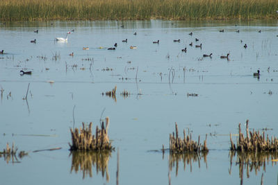 Swans swimming in lake